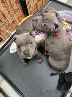 Zdjęcie №2 do zapowiedźy № 163867 na sprzedaż  staffordshire bull terrier - wkupić się Austria prywatne ogłoszenie, hodowca