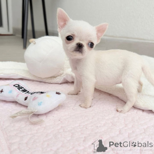 Zdjęcie №3. Chciałem poinformować, że obecnie mamy kilka wspaniałych, kochanych szczeniąt. USA