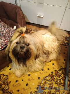 Dodatkowe zdjęcia: Rasowe szczenięta Shih Tzu.