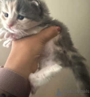 Zdjęcie №2 do zapowiedźy № 160424 na sprzedaż  maine coon - wkupić się Niemcy 