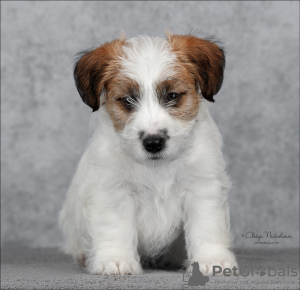 Zdjęcie №1. jack russell terrier - na sprzedaż w Petersburg | 4677zł | Zapowiedź №9564