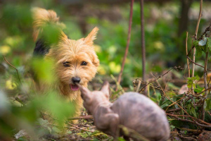 Zdjęcie №2 do zapowiedźy № 4474 na sprzedaż  norwich terrier - wkupić się Federacja Rosyjska prywatne ogłoszenie