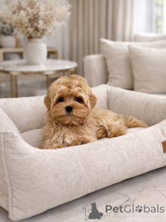 Zdjęcie №3. Słodkie dzieci Maltipoo z pięknymi płaszczami. Niemcy