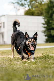 Zdjęcie №3. Mała dziewczynka Millie szuka domu!. Federacja Rosyjska