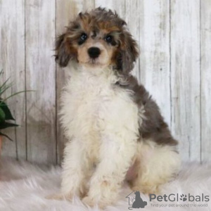 Zdjęcie №4. Sprzedam pudel (krasnolud) w Rio de Janeiro. prywatne ogłoszenie - cena - 792zł