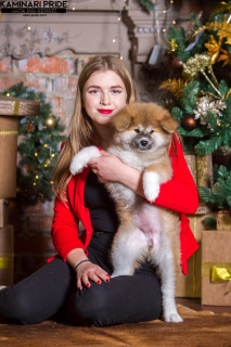 Zdjęcie №3. Akita. Federacja Rosyjska