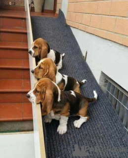 Zdjęcie №1. basset hound - na sprzedaż w Bruksela | 1196zł | Zapowiedź №156454