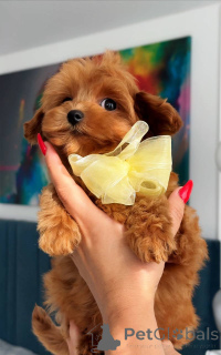 Zdjęcie №4. Sprzedam maltańczyk w Amsterdam. hodowca - cena - 5262zł