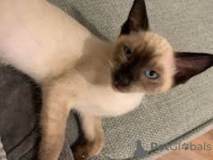 Zdjęcie №3. Chatons balinais dostępne à la vente.. Belgia