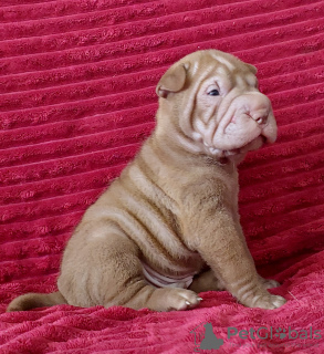 Zdjęcie №1. shar pei - na sprzedaż w Krasnodar | negocjowane | Zapowiedź №115414