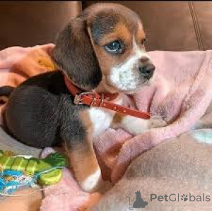 Zdjęcie №3. Preciosos cachorros Beagle en venta. Hiszpania