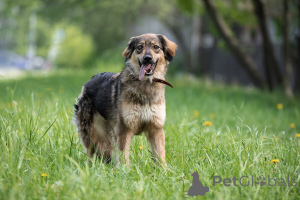 Zdjęcie №2 do zapowiedźy № 141409 na sprzedaż  pies nierasowy - wkupić się Federacja Rosyjska prywatne ogłoszenie