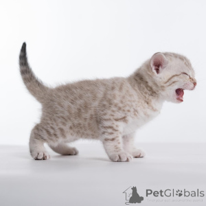 Zdjęcie №4. Sprzedam kot bengalski w Dalarö. ze schronu - cena - 2317zł