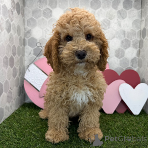 Zdjęcie №1.  - na sprzedaż w Miasto Londynu | 1913zł | Zapowiedź №163936