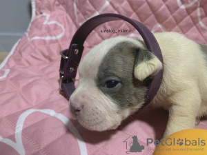 Zdjęcie №4. Sprzedam american bully w Панчево. prywatne ogłoszenie, od żłobka, hodowca - cena - 10883zł