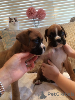 Zdjęcie №1. bokser - na sprzedaż w Ansubrg | 1913zł | Zapowiedź №107024