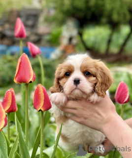 Zdjęcie №3. Cavalier King Charles Spaniel. Białoruś