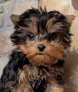 Zdjęcie №4. Sprzedam yorkshire terrier w Гамбург. prywatne ogłoszenie - cena - 1070zł