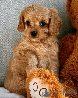 Zdjęcie №3. Adopcja Cavapoo-Welpen Zur. Niemcy