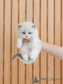 Zdjęcie №1. ragdoll - na sprzedaż w Alavus | negocjowane | Zapowiedź № 156474