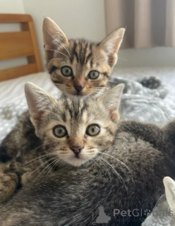 Zdjęcie №1. munchkin - na sprzedaż w Leverkusen | negocjowane | Zapowiedź № 160381