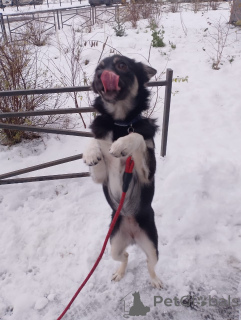 Zdjęcie №3. Maleńki piesek ważący 6 kg szuka domu. Federacja Rosyjska