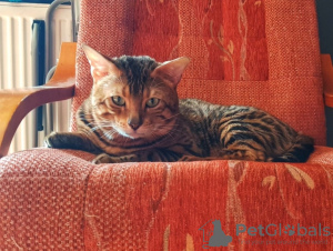 Zdjęcie №2 do zapowiedźy № 20584 na sprzedaż  kot bengalski - wkupić się Polska hodowca