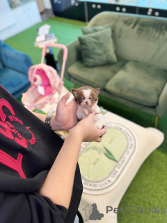 Zdjęcie №1. chihuahua (rasa psów) - na sprzedaż w Berlin | negocjowane | Zapowiedź №163596