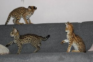 Zdjęcie №3. Kocięta Savannah, Serval i Caracal. Finlandia