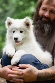 Zdjęcie №2 do zapowiedźy № 3027 na sprzedaż  samojed (rasa psa) - wkupić się Federacja Rosyjska prywatne ogłoszenie, od żłobka, hodowca