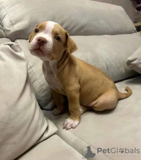 Zdjęcie №2 do zapowiedźy № 165355 na sprzedaż  amerykański pitbulterier - wkupić się Niemcy 