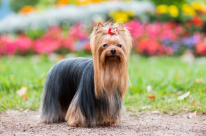 Dodatkowe zdjęcia: Szczenięta Yorkshire Terrier