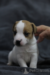 Zdjęcie №2 do zapowiedźy № 169284 na sprzedaż  jack russell terrier - wkupić się Białoruś prywatne ogłoszenie