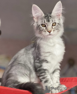 Zdjęcie №2 do zapowiedźy № 163660 na sprzedaż  maine coon - wkupić się Niemcy hodowca