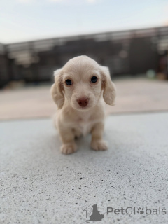 Zdjęcie №2 do zapowiedźy № 156453 na sprzedaż  jamnik - wkupić się Belgia hodowca