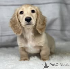 Zdjęcie №1. jamnik - na sprzedaż w Paryż | 3348zł | Zapowiedź №160955