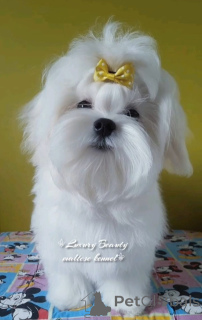 Zdjęcie №3. Charivna Malych Malteze Nastyshoi Joan. Ukraina