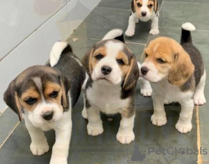 Zdjęcie №1. beagle (rasa psa) - na sprzedaż w Neuss | negocjowane | Zapowiedź №170034