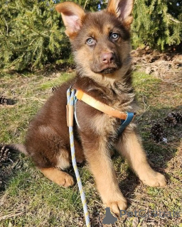 Zdjęcie №1. owczarek niemiecki - na sprzedaż w Berlin | 2392zł | Zapowiedź №136349