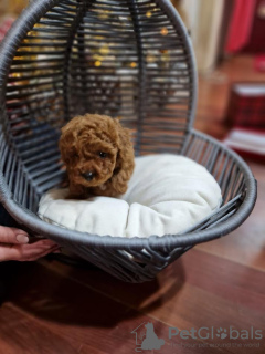 Zdjęcie №2 do zapowiedźy № 84465 na sprzedaż  pudel (zabawka) - wkupić się Serbia hodowca