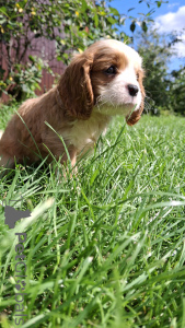 Zdjęcie №3. Doskonałe szczenięta czystej krwi Cavalier King Charles Spaniel.. Litwa