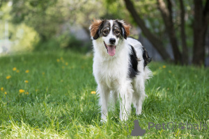 Zdjęcie №1. pies nierasowy - na sprzedaż w Москва | Bezpłatny | Zapowiedź №141361