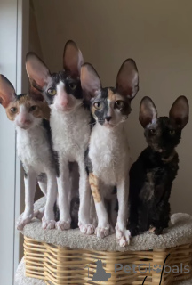 Zdjęcie №1. kot cornish rex - na sprzedaż w Erre | 3348zł | Zapowiedź № 163023