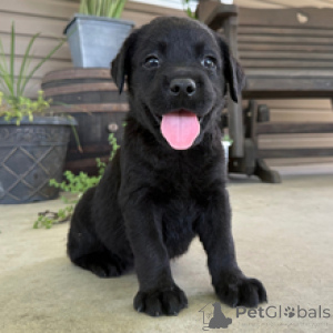 Zdjęcie №1. labrador retriever - na sprzedaż w Frankfurt | 2870zł | Zapowiedź №172787