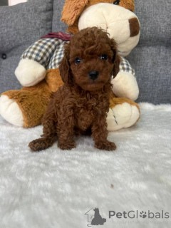 Zdjęcie №3. pudle filiżankowe. Kanada