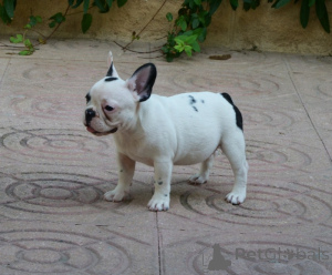 Zdjęcie №4. Sprzedam buldog francuski w Queens Park.  - cena - negocjowane
