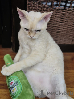 Zdjęcie №1. devon rex - na sprzedaż w Hamburg | negocjowane | Zapowiedź № 171579