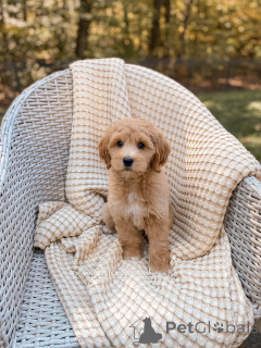 Zdjęcie №1. labradoodle - na sprzedaż w Bautzen | negocjowane | Zapowiedź №159069