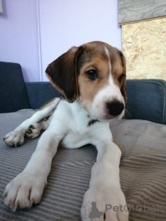 Zdjęcie №1. rosyjski pies - na sprzedaż w Hamburg | negocjowane | Zapowiedź №166243