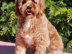 Zdjęcie №4. Sprzedam pies nierasowy w Leipzig. prywatne ogłoszenie - cena - 2392zł